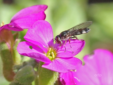 Platycheirus albimanus, female, hoverfly, Alan Prowse
